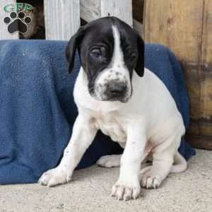 Houston, Great Dane Puppy